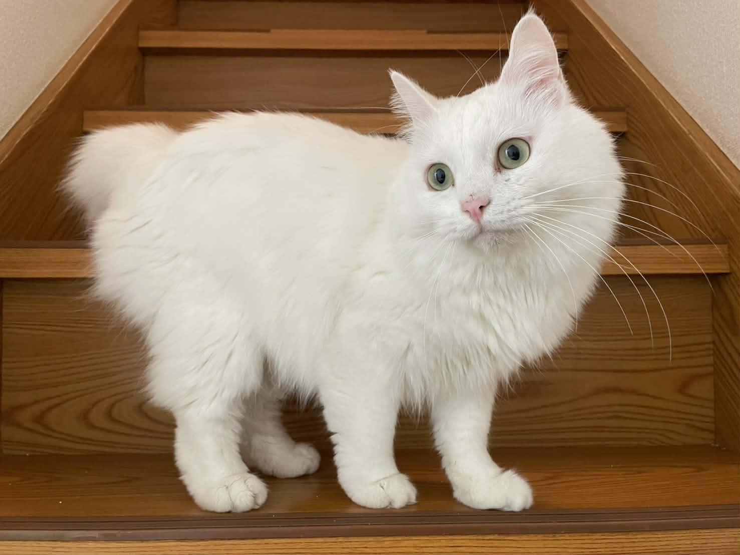 TNR保護猫活動子ねこ里親募集　福岡市保護猫　福岡市保護猫譲渡　保護猫里親募集福岡市　猫捕獲福岡市　保護猫預かりボランティア福岡市